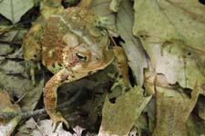 IMG_3723c