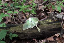 IMG_3783