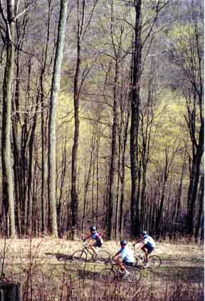 The logging trail makes a great path for mountain bikes.