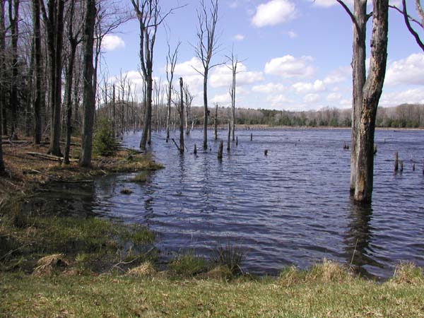 200204250206-Beaver_Run_Shallow_Water