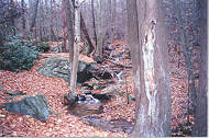 One of the many streams along the trail. Click to enlarge picture.