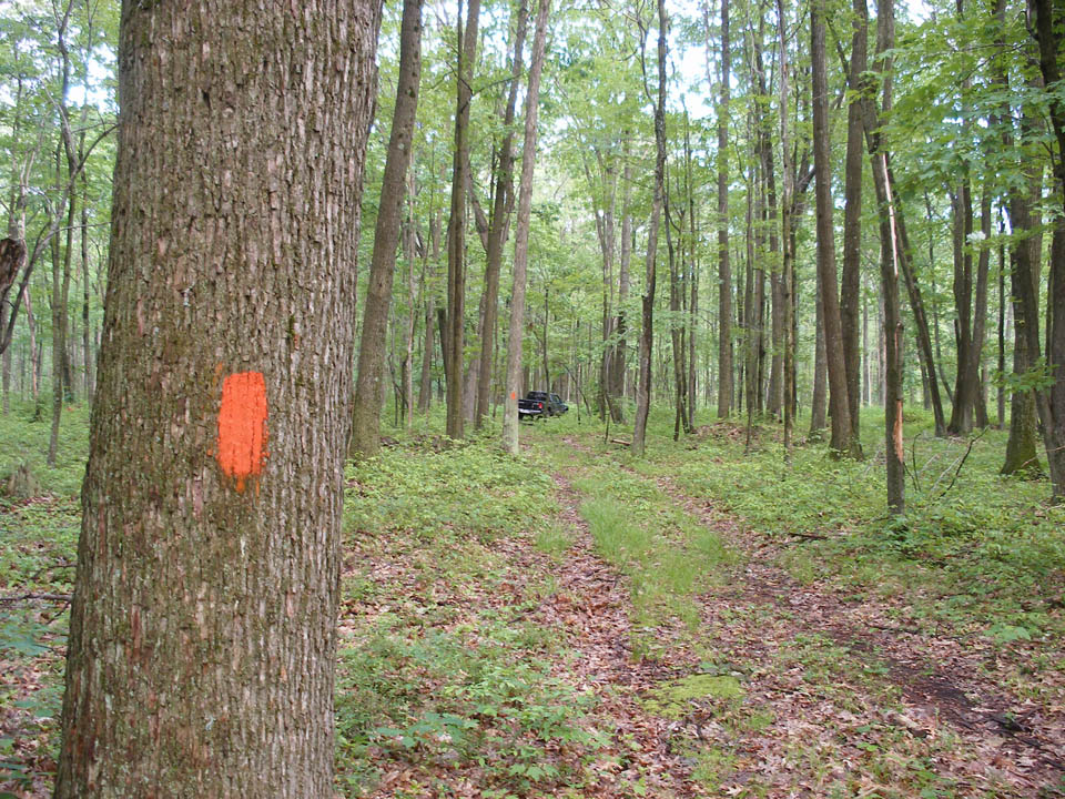 Click to access High Resolution image