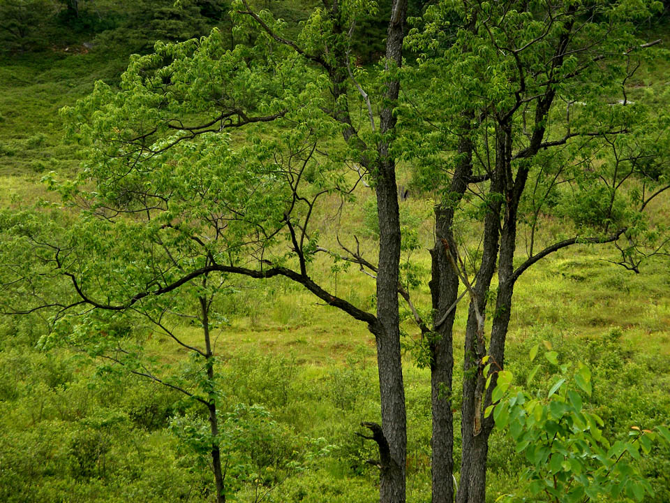 Click to access High Resolution image