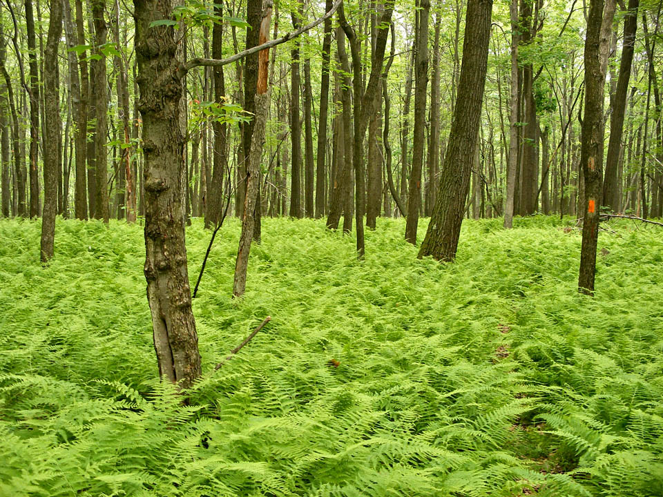 Click to access High Resolution image