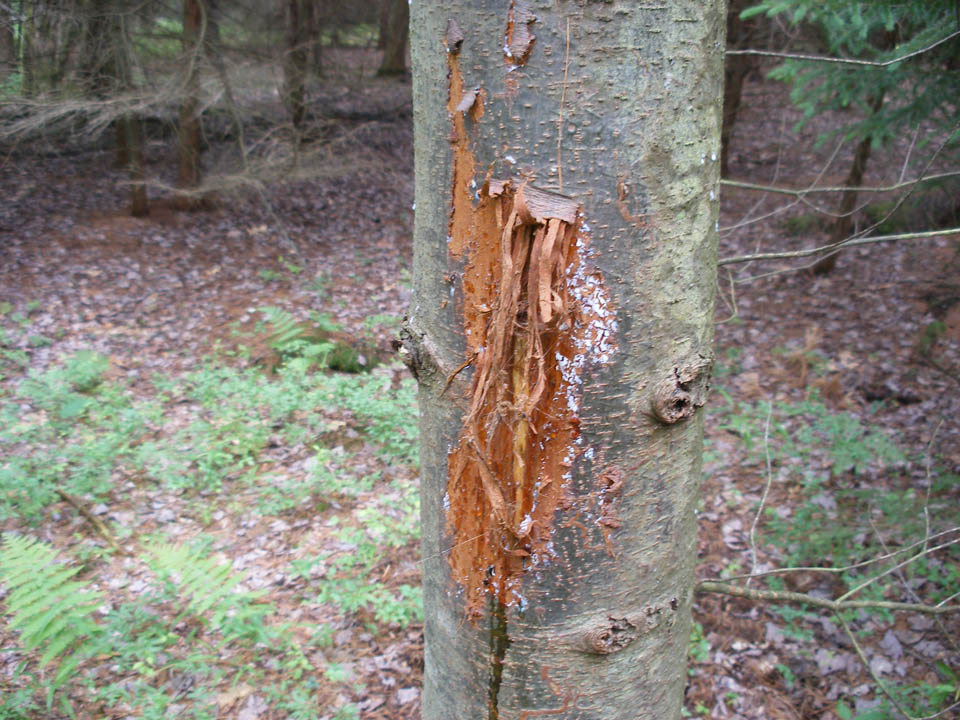 Click to access High Resolution image