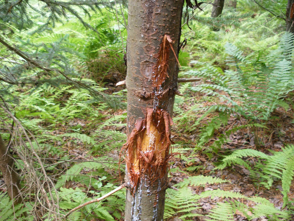 Click to access High Resolution image