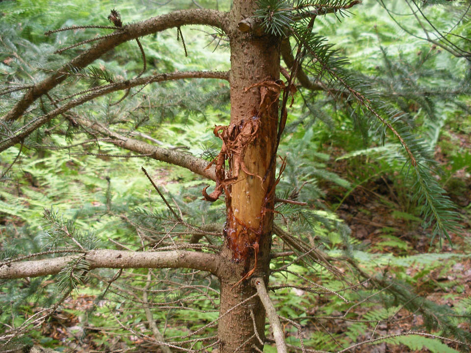 Click to access High Resolution image