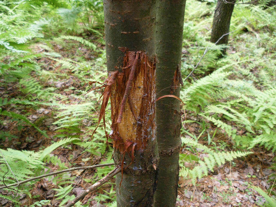 Click to access High Resolution image