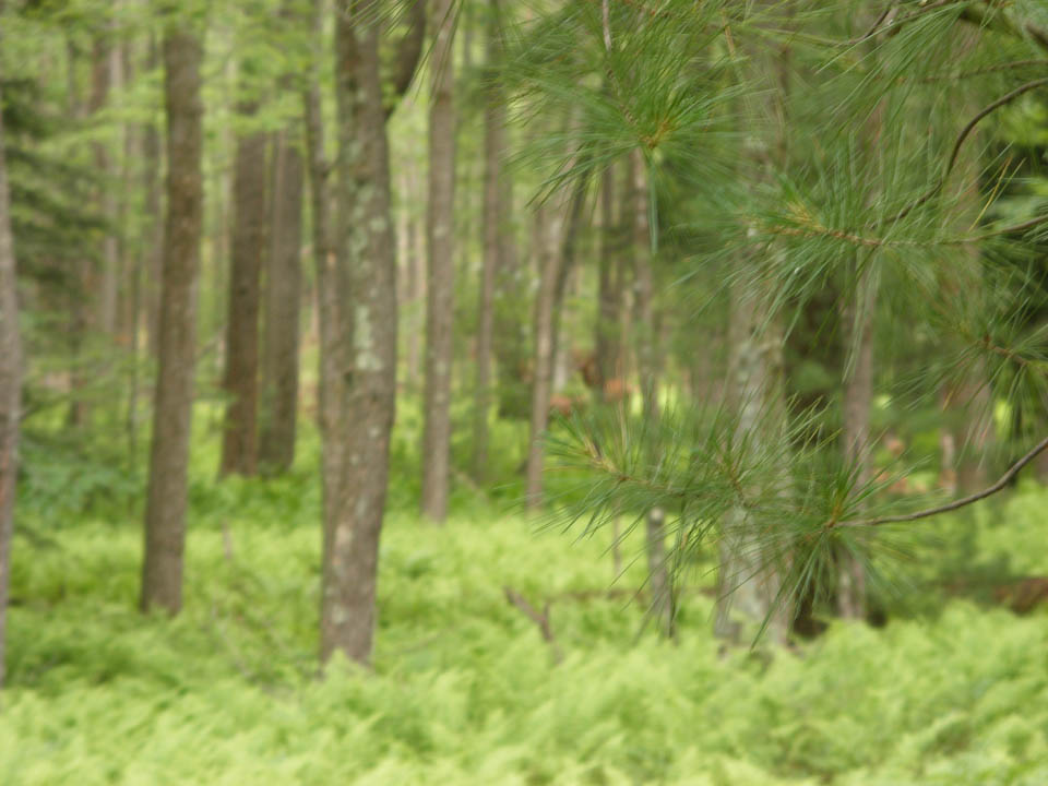 Click to access High Resolution image