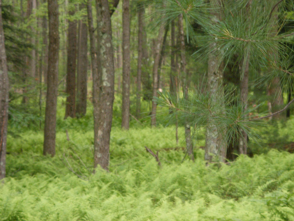 Click to access High Resolution image