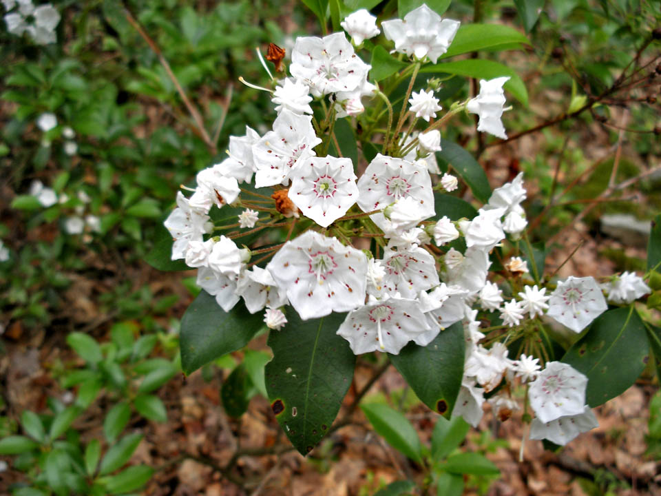 Click to access High Resolution image