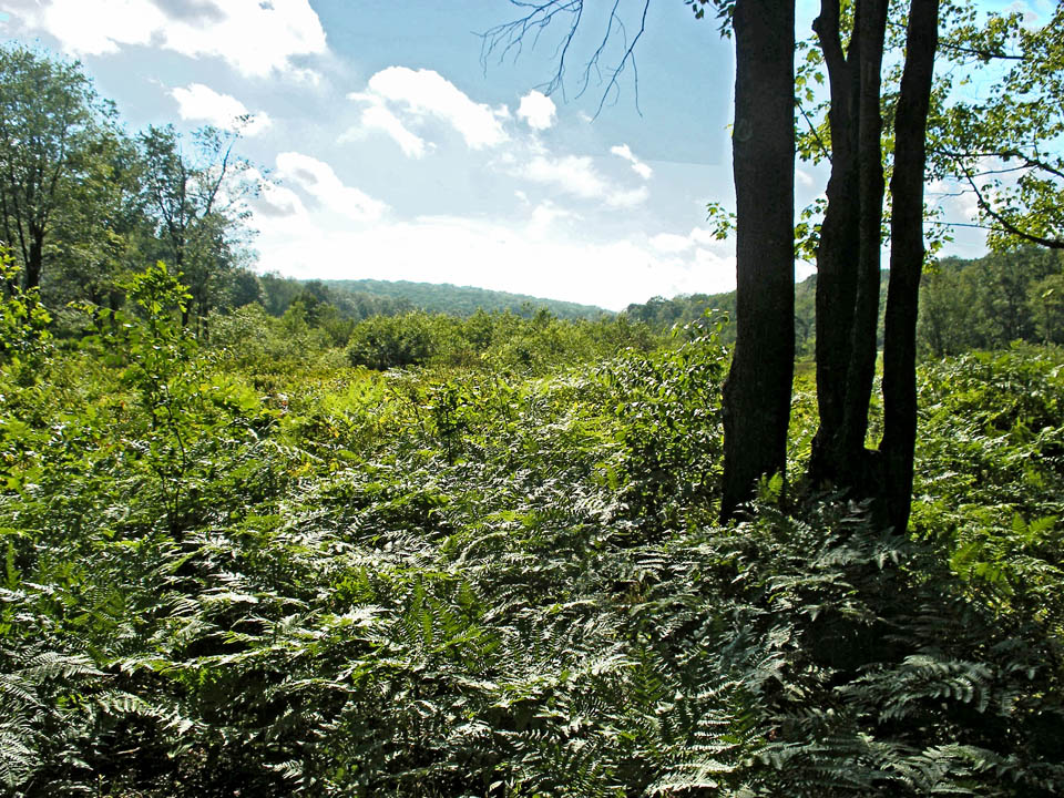 Click to access High Resolution image