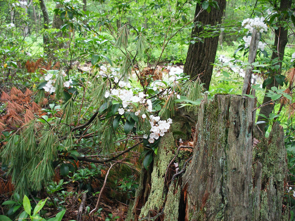 Click to access High Resolution image