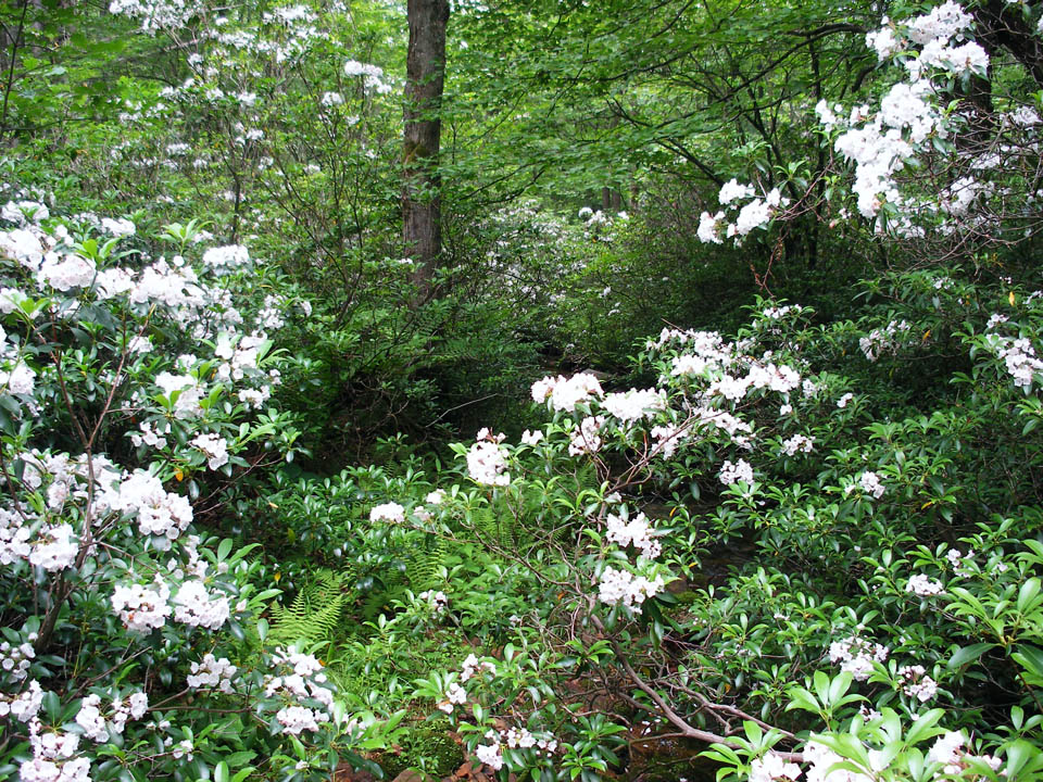 Click to access High Resolution image