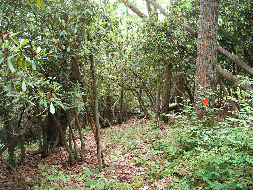 Click to access High Resolution image