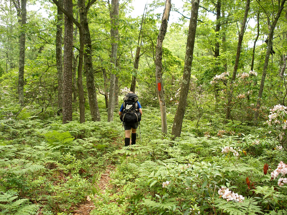 Click to access High Resolution image