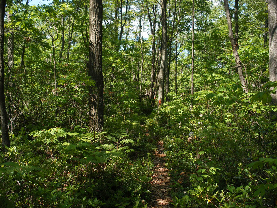 Click to access High Resolution image