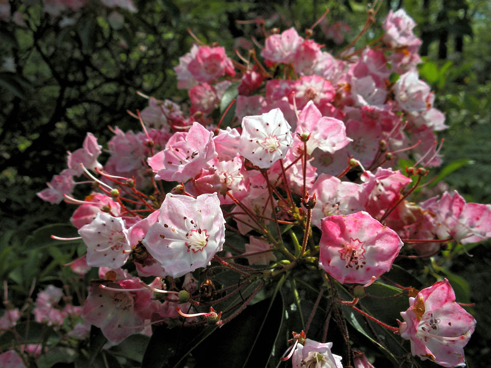 Click to access High Resolution image