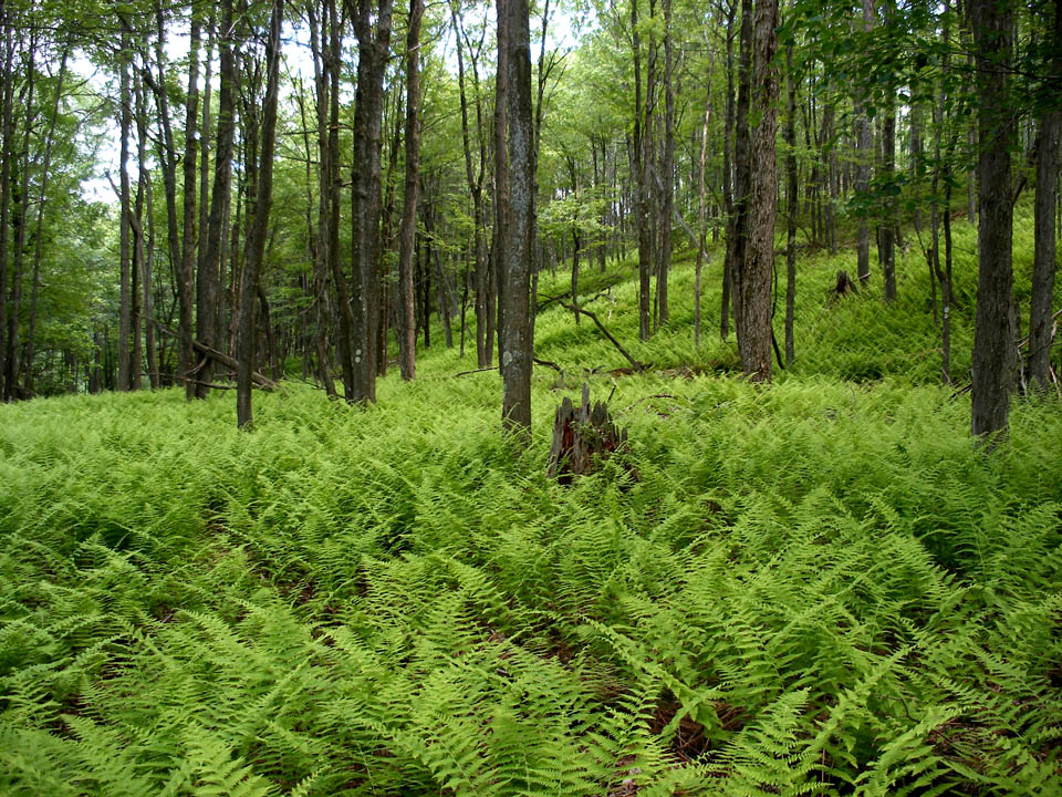 Click to access High Resolution image