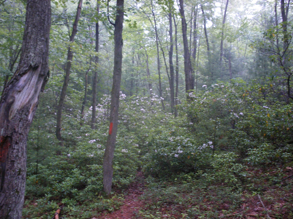 Click to access High Resolution image