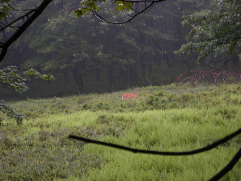 Click to access High Resolution image