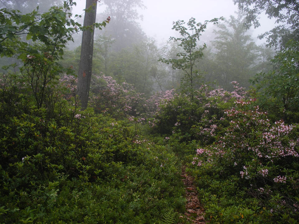 Click to access High Resolution image