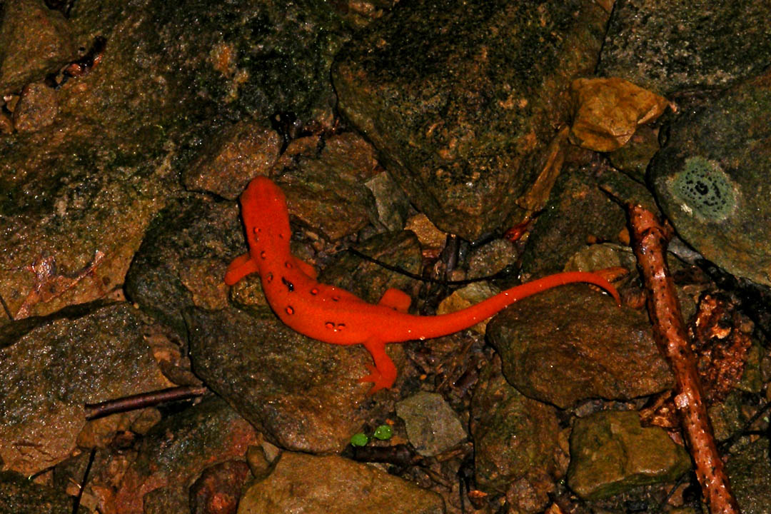 Click to access High Resolution image