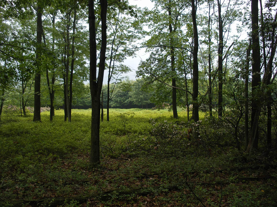 Click to access High Resolution image