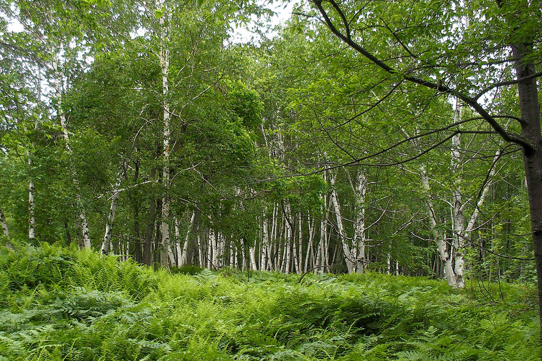 Click to access High Resolution image