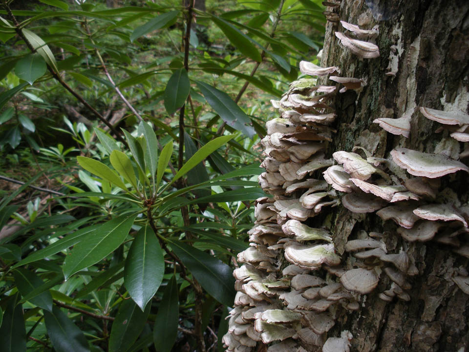 Click to access High Resolution image