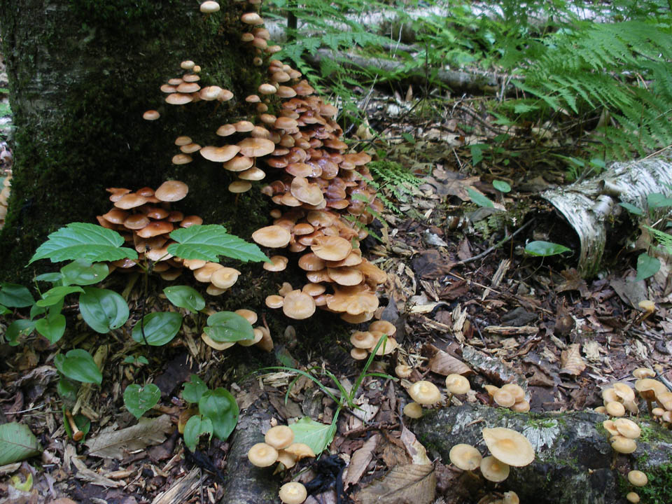 Click to access High Resolution image