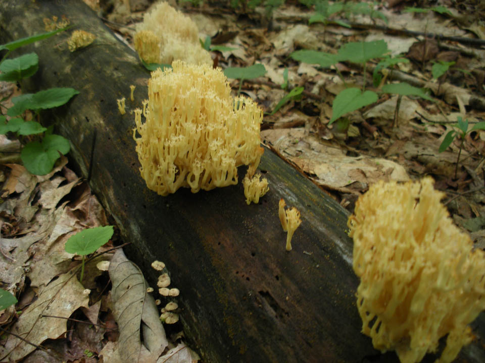 Click to access High Resolution image