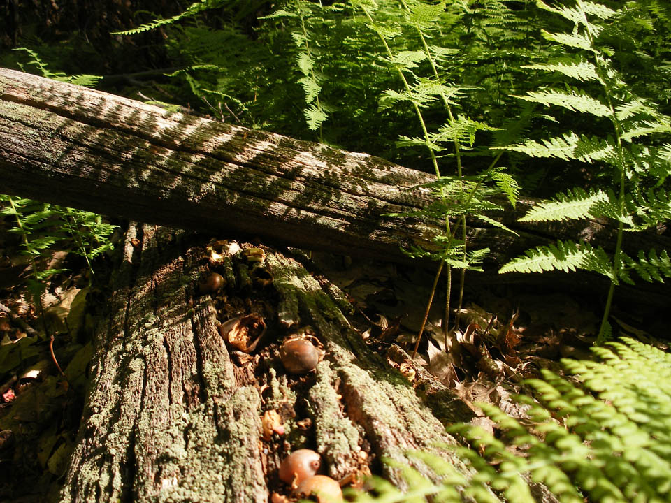 Click to access High Resolution image