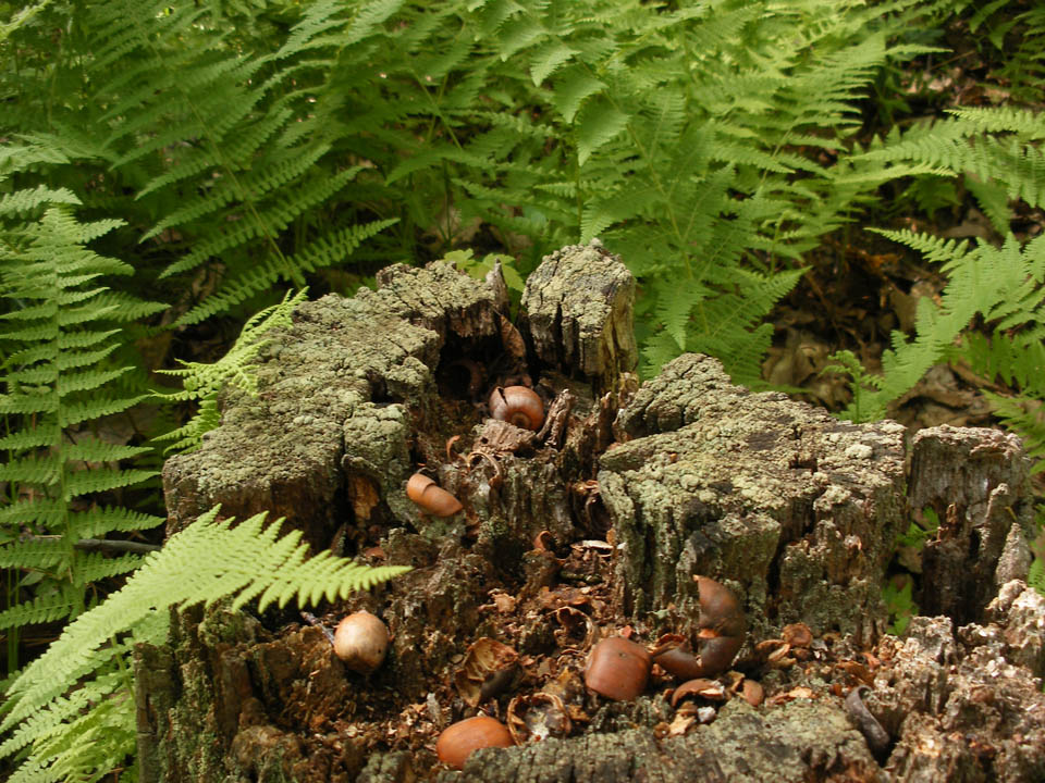 Click to access High Resolution image