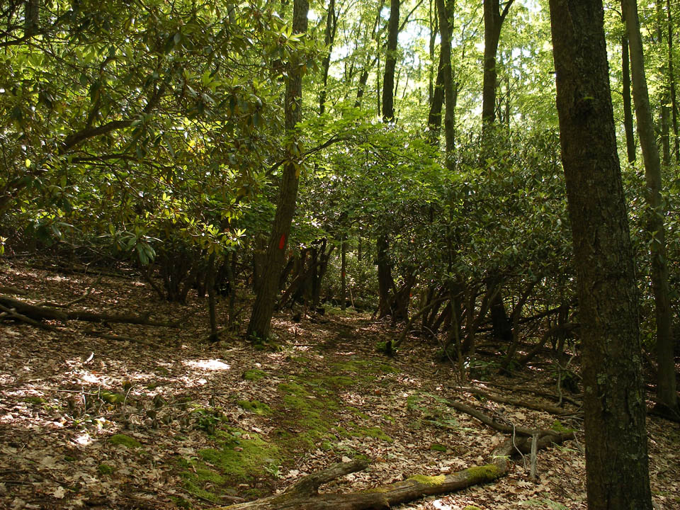 Click to access High Resolution image