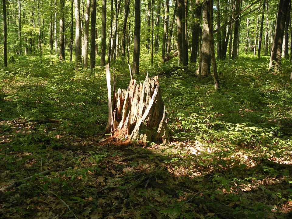 Click to access High Resolution image