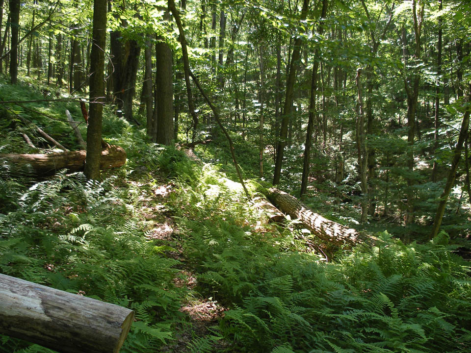 Click to access High Resolution image