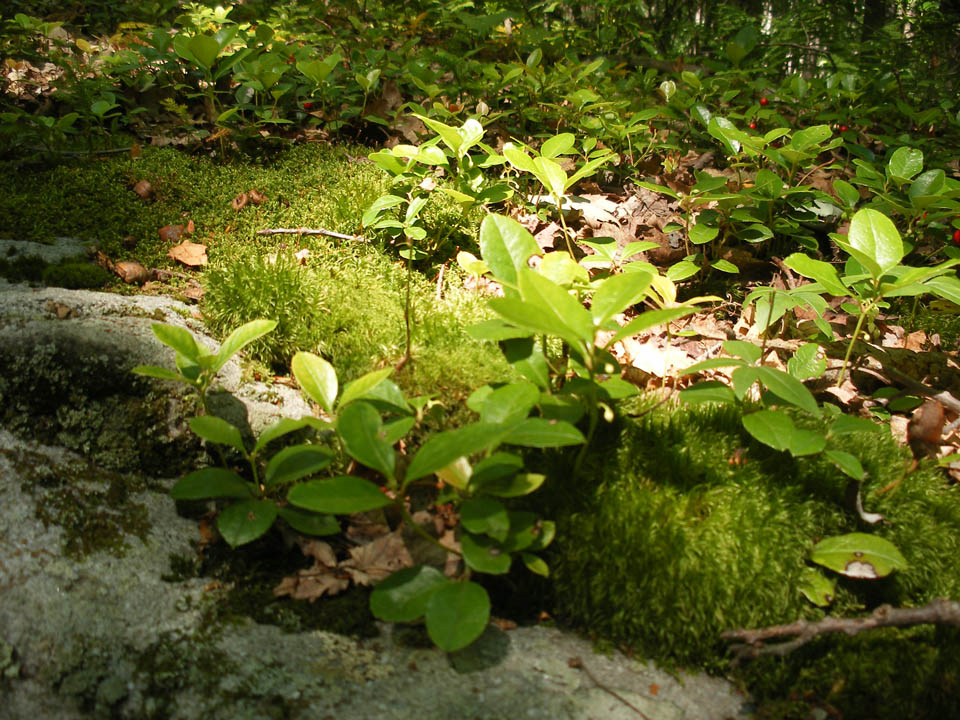 Click to access High Resolution image