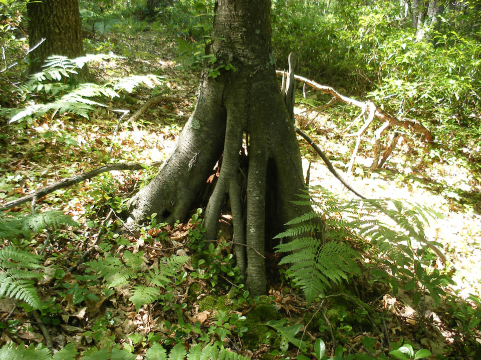 Click to access High Resolution image