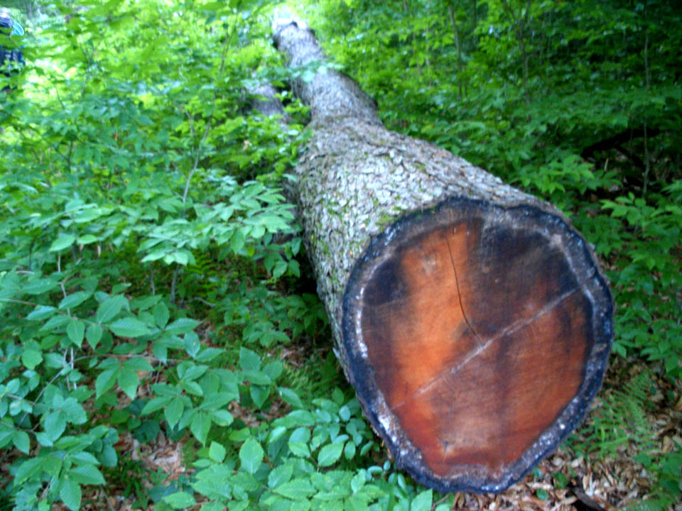 Click to access High Resolution image