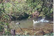 Ducks play along a nearby stream.