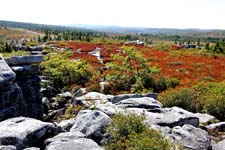 Dolly Sods Wilderness, West Virginia