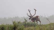 Denali National Park