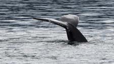 Juneau Whales, Alaska