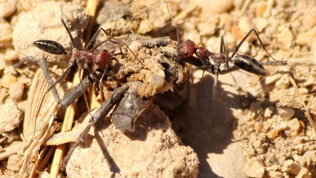 IMG_9999_IMG_0002act