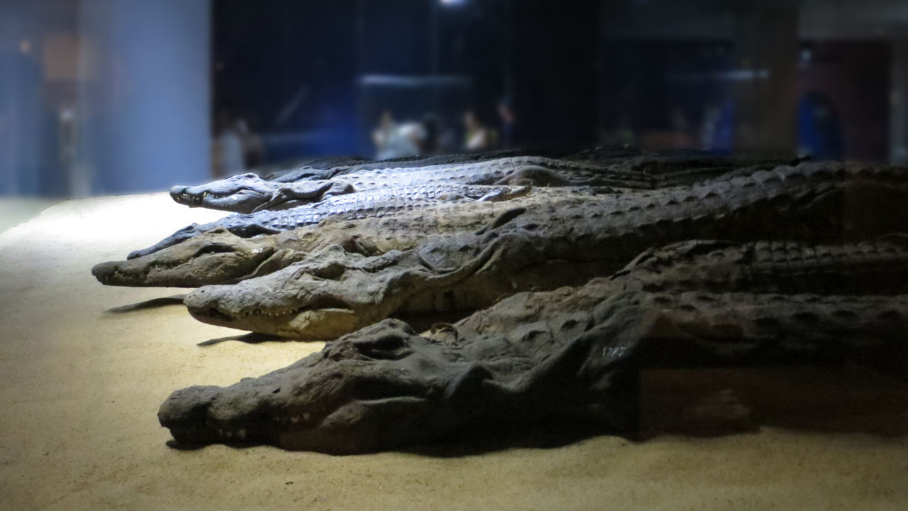 The_Crocodile_Museum_acHD