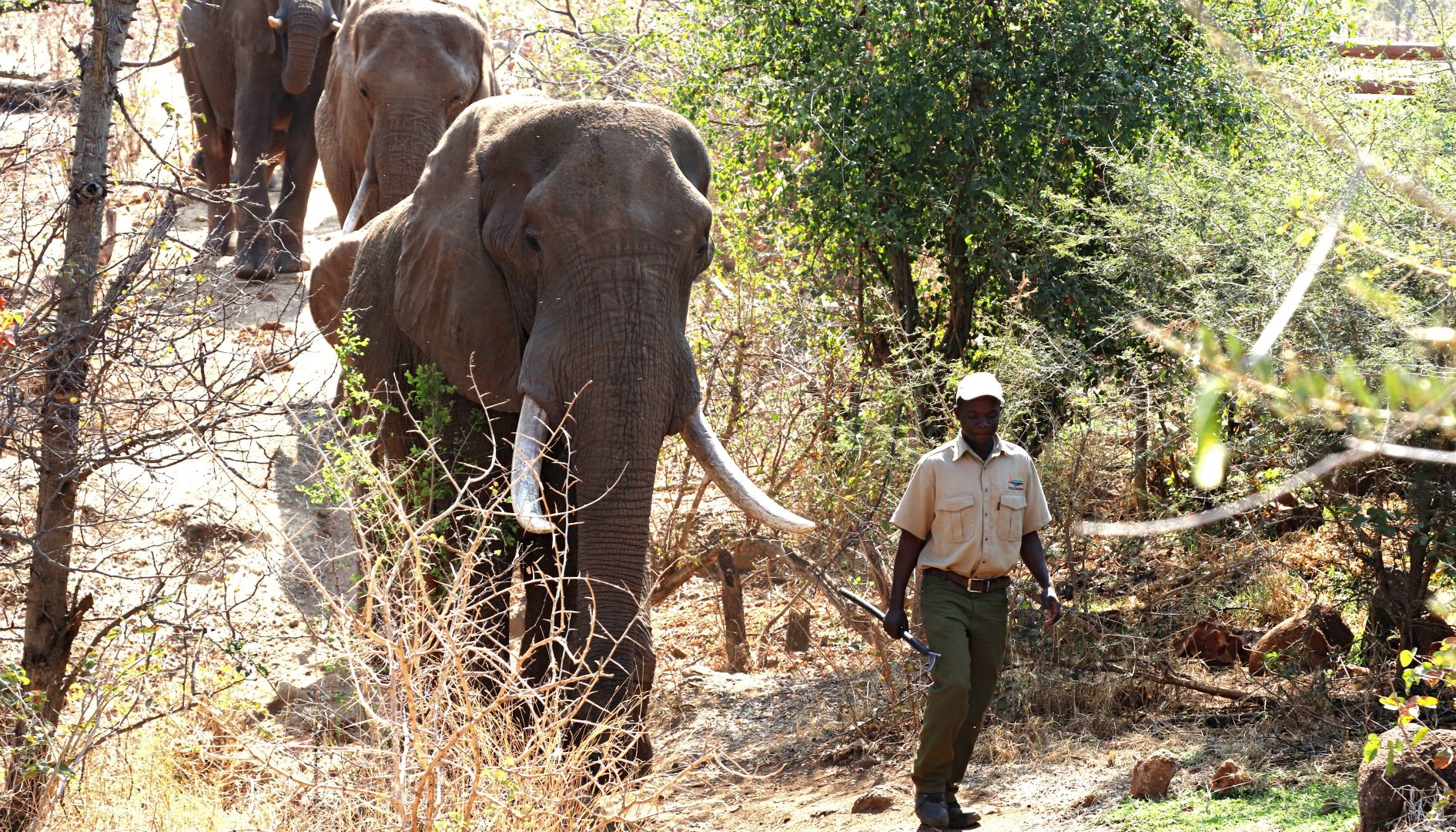 Feeding Elephants, Zambabwe