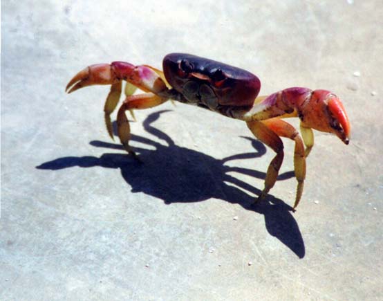 20020903-09-Crab
