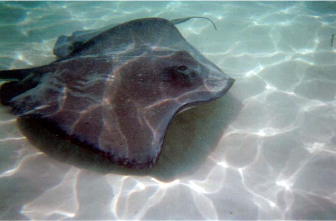 20020905-05-StingrayCity
