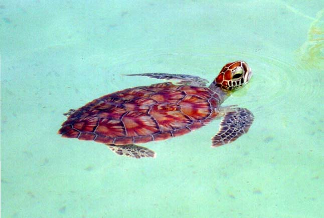 20020905-20-TutleFarm